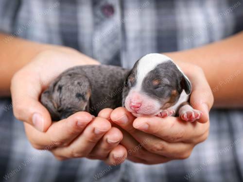 Max at 3 days old