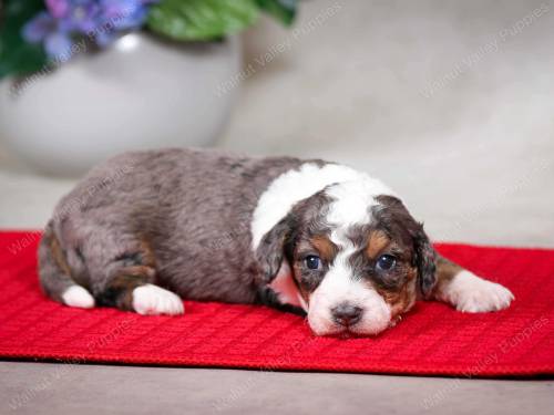 Max at 3 weeks old