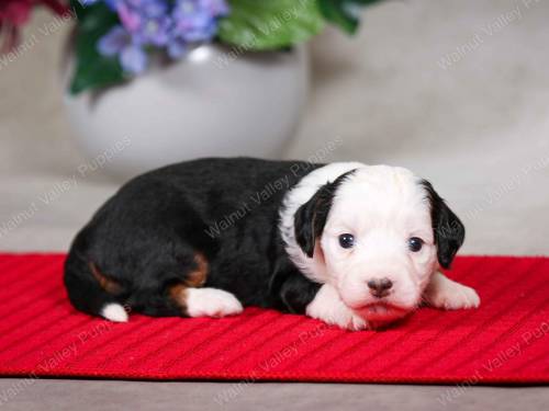 Molly at 3 weeks old