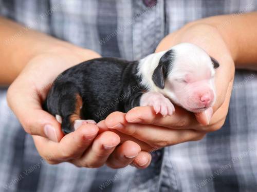 Molly at 3 days old