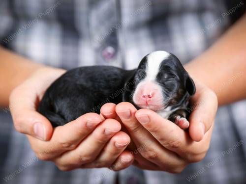 Percy at 3 days old