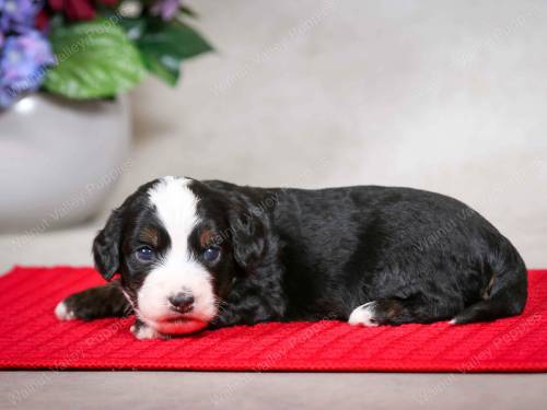 Percy at 3 weeks old