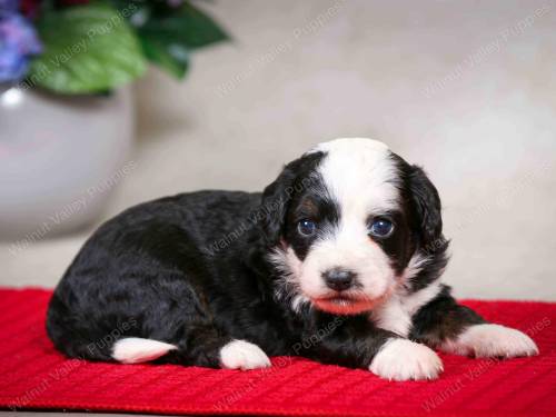 Remi at 3 weeks old