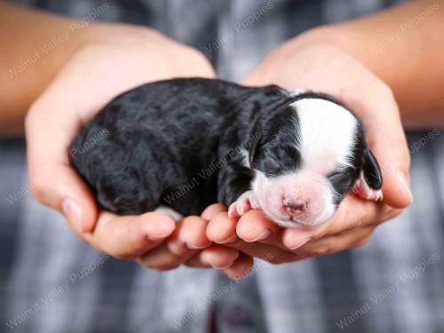 Remi at 3 days old