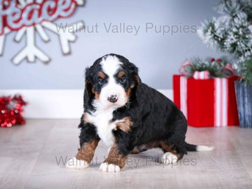 Heidi at 5 weeks old