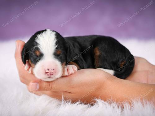 Jamie at 3 days old