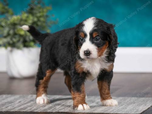 Jenna at 5 weeks old