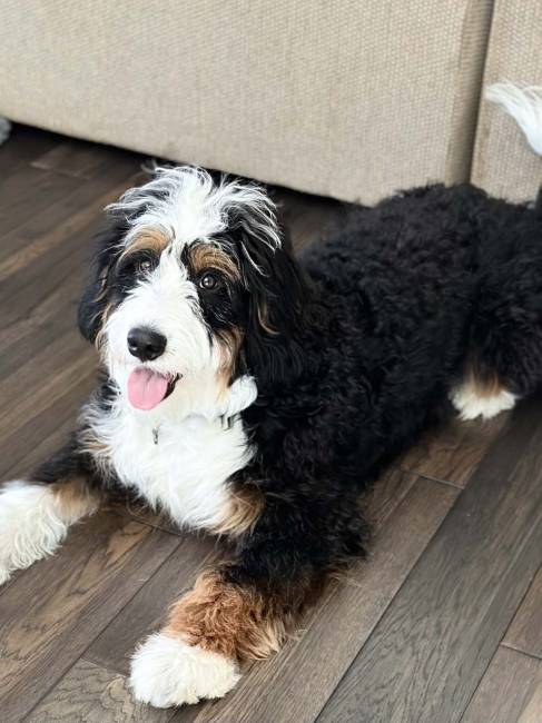 Prince at 12 months old