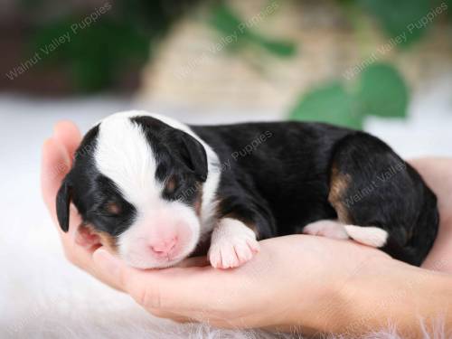 Palmer at 3 days old