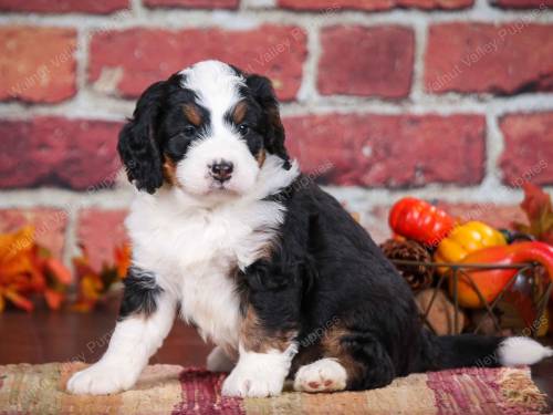 Palmer at 5 weeks old