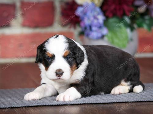 Pixie at 3 weeks old