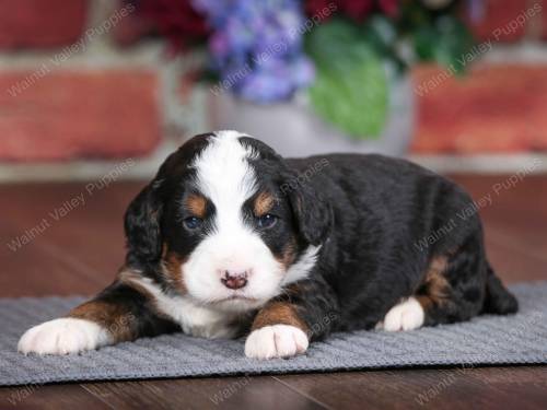 Pluto at 3 weeks old