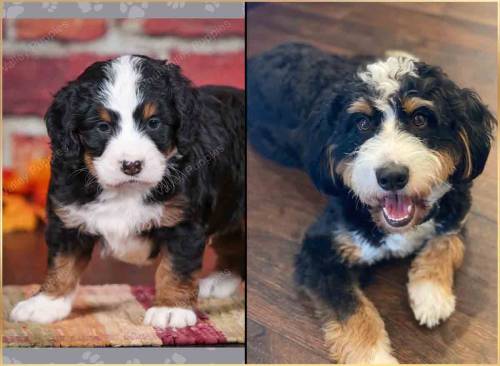 Pluto at 5 weeks old vs 12 months old