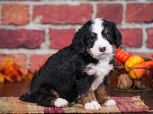 Pluto at 5 weeks old