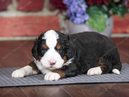 Prince at 3 weeks old