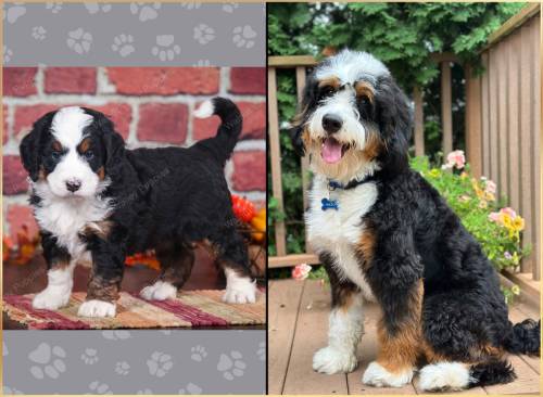 Prince at 5 weeks old vs 12 months old