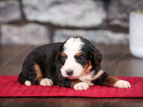 Sabrina at 3 weeks old