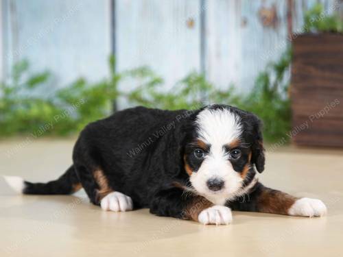 Sabrina at 5 weeks old