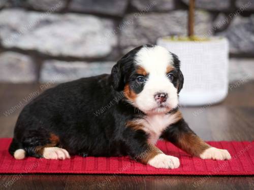 Scotty at 3 weeks old