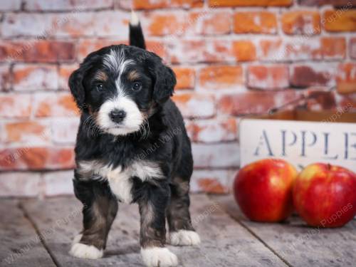 Tanner at 5 weeks old