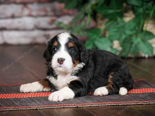 Tina at 3 weeks old