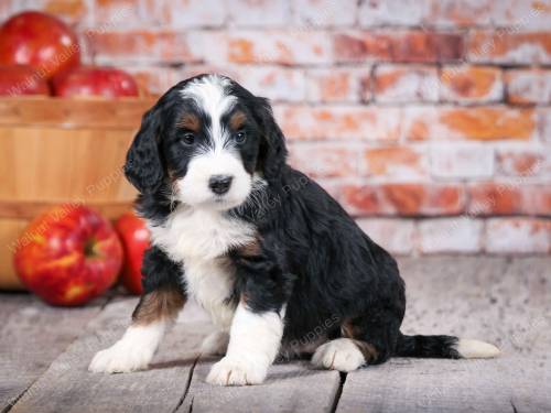 Tina at 5 weeks old