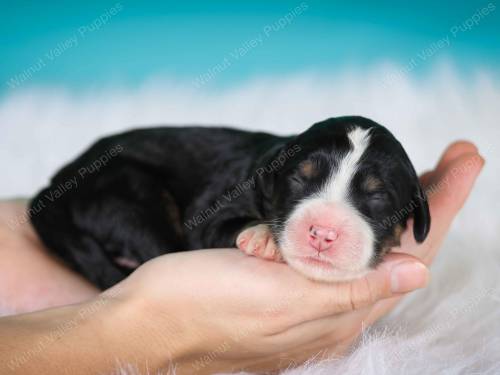 Toffee at 3 days old