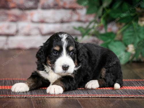 Toffee at 3 weeks old