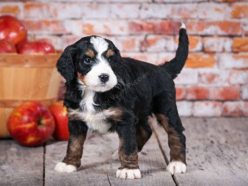 Troy at 5 weeks old