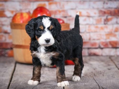 Troy at 5 weeks old