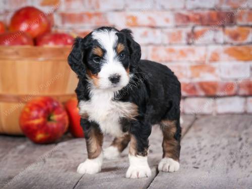 Turner at 5 weeks old