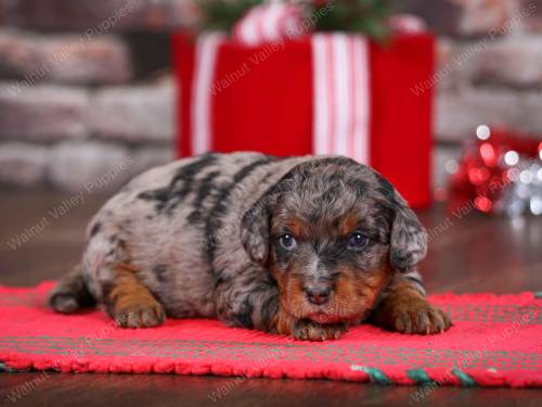 Denver at 3 weeks old 