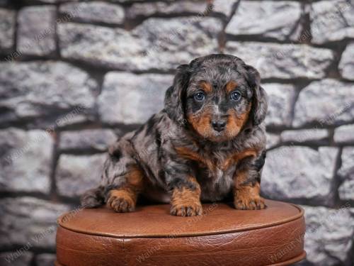 Denver at 5 weeks old 