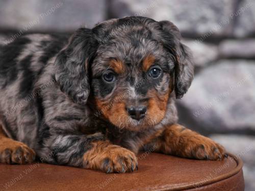 Denver at 5 weeks old 