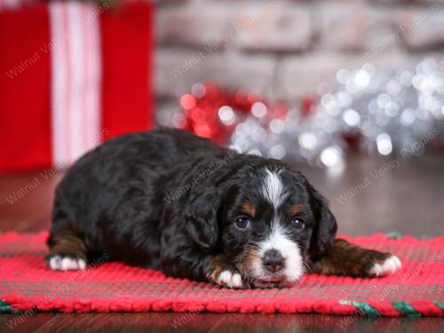 Dexter at 3 weeks old