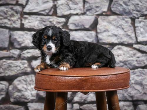 Dexter at 5 weeks old 