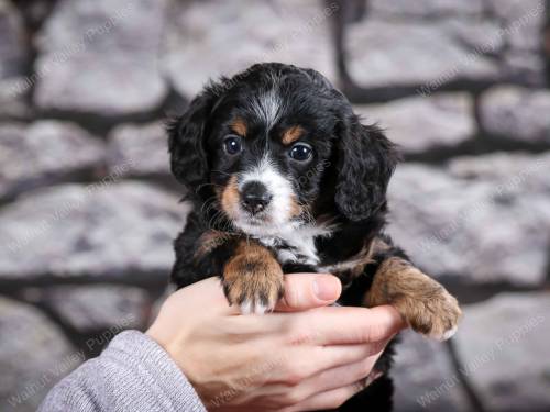 Dexter at 5 weeks old 