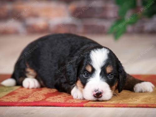 Jake at 3 weeks old