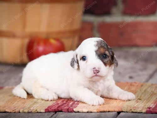 Neon at 3 weeks old,