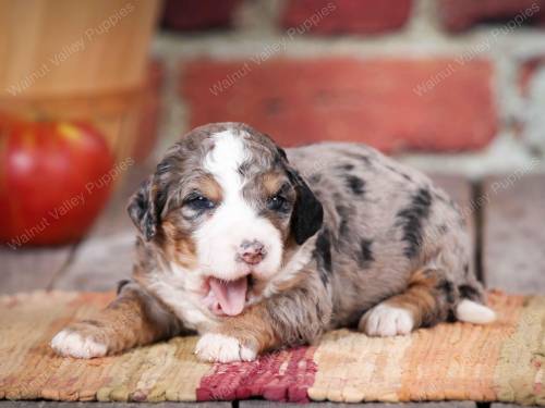 Nike at 3 weeks old