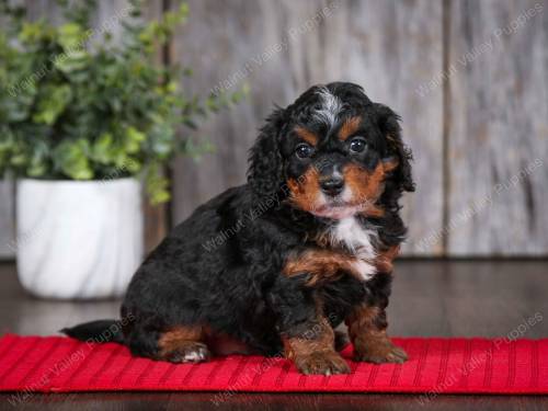 Violet at 5 weeks old