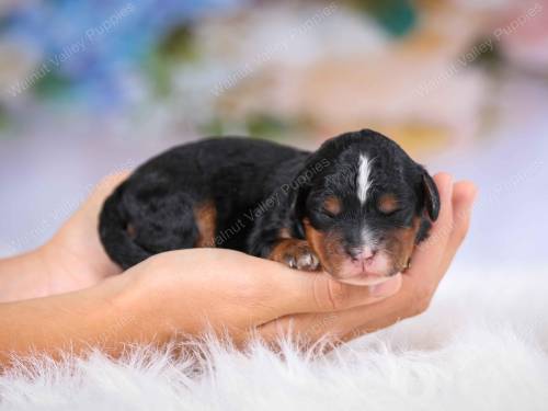 Violet at 3 days old