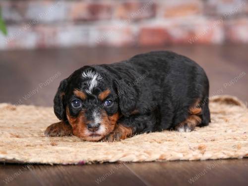 Violet at 3 weeks old