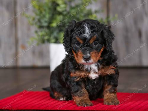 Violet at 5 weeks old