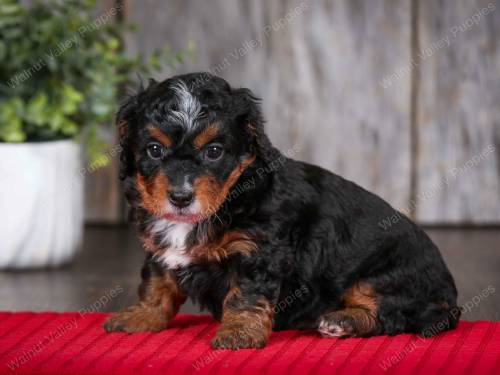 Violet at 5 weeks old