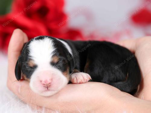 Darcy at 3 days old