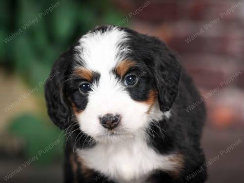 Darcy at 5 weeks old