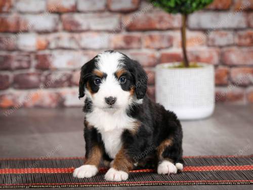 Darcy at 5 weeks old