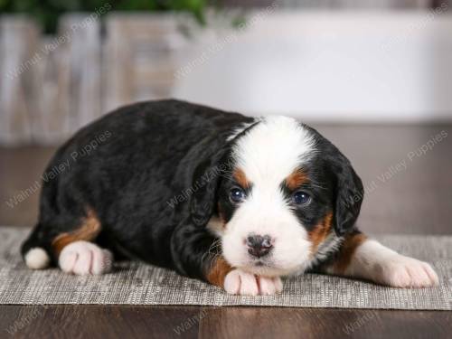 Dixie at 3 weeks old