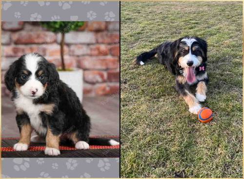 Dora at 5 weeks old and at 12 months old